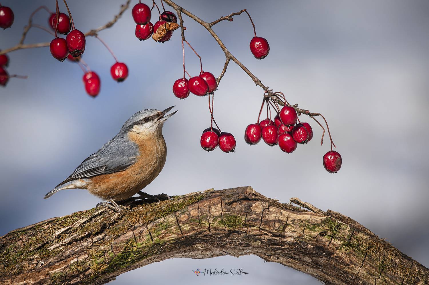 фотоохота, птица, зима, поползень, Медведева Светлана