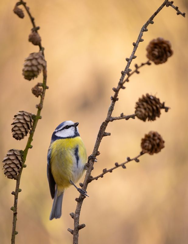 Titmouse фото превью