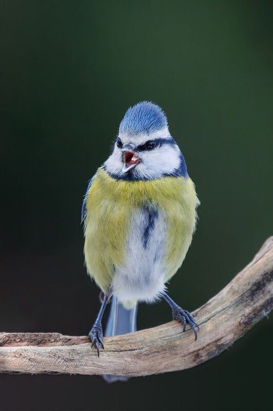 лазоревка - Полундррраааааа!!! фото превью