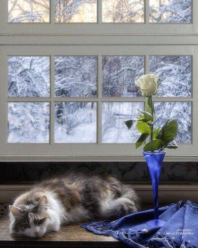 Кошка и роза