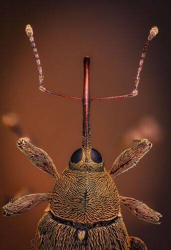 Oреховый плохиш