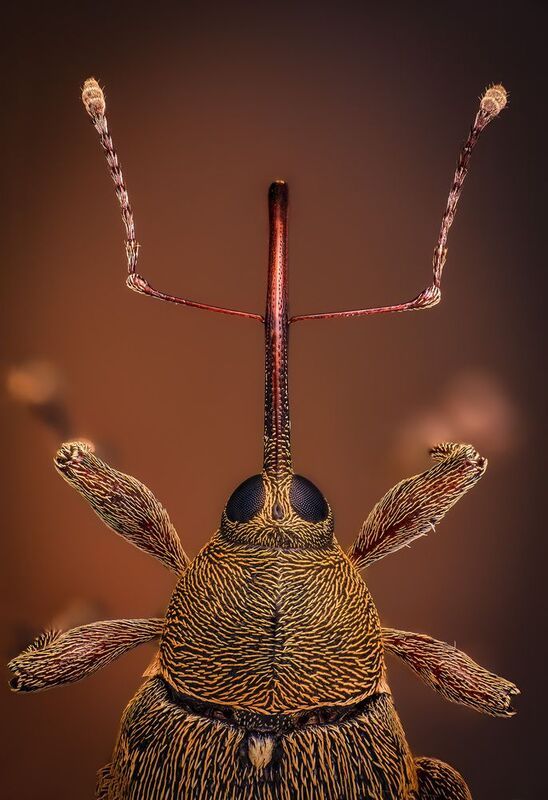 coleoptera, curculionidae, curculio nucum, плодожил ореховый Oреховый плохиш фото превью