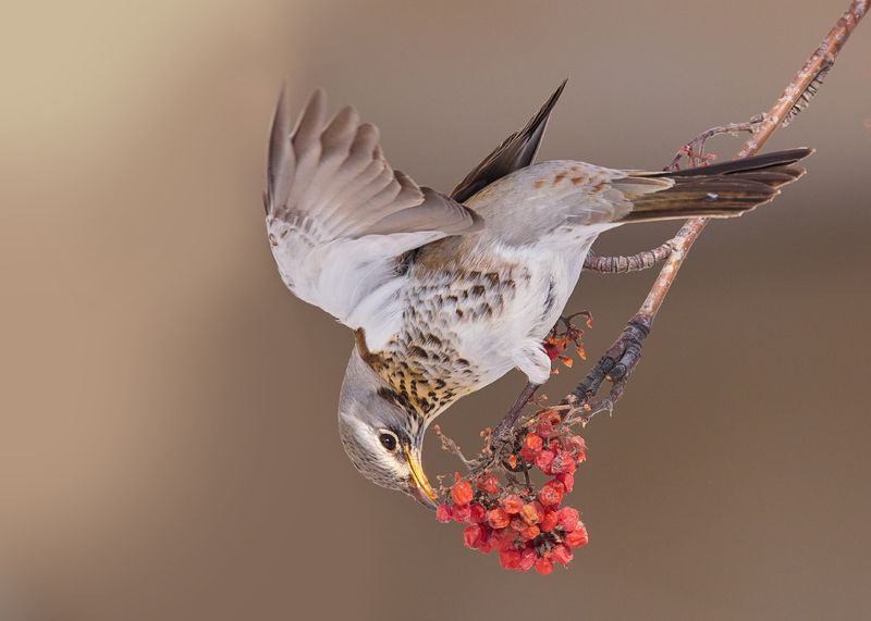 Дрозд рябинник фото превью