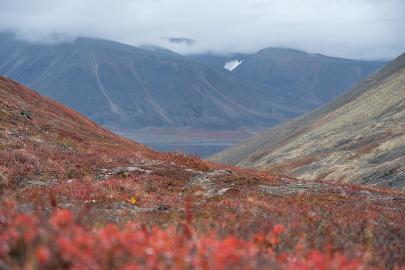 Красный ковёр фото превью