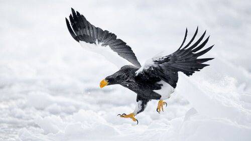 Winter Eagle