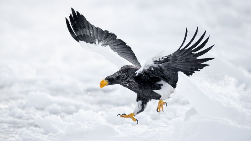eagle, winter, air Winter Eagle фото превью