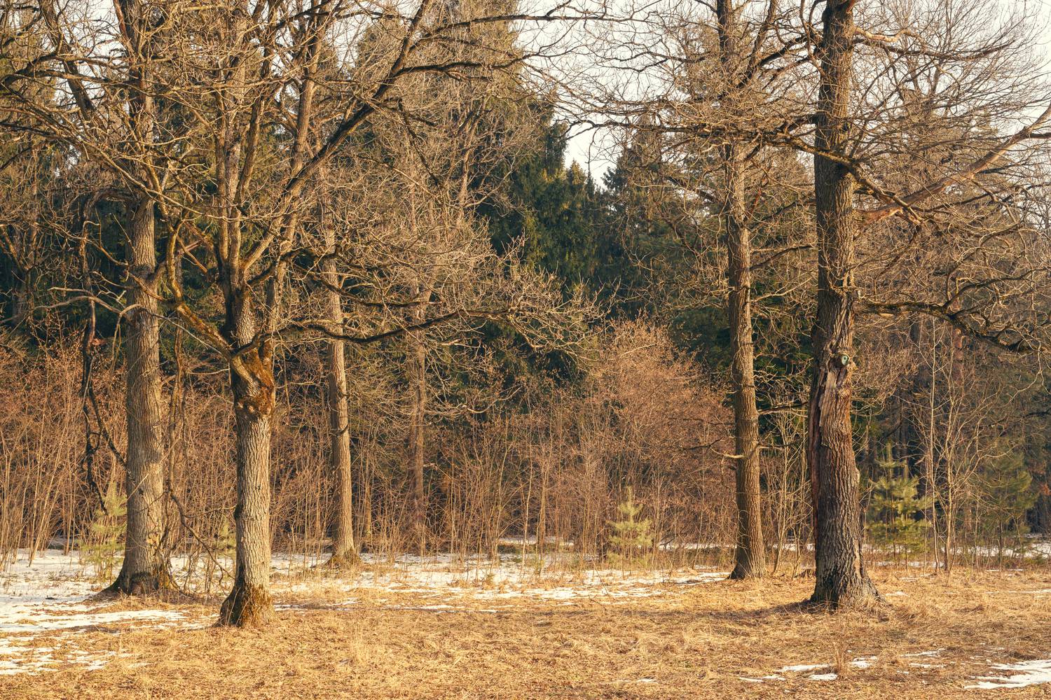meadow, forest, spring, tree, oak, sun, light, beauty, nature, landscape, season, morning, Андрей Козлов