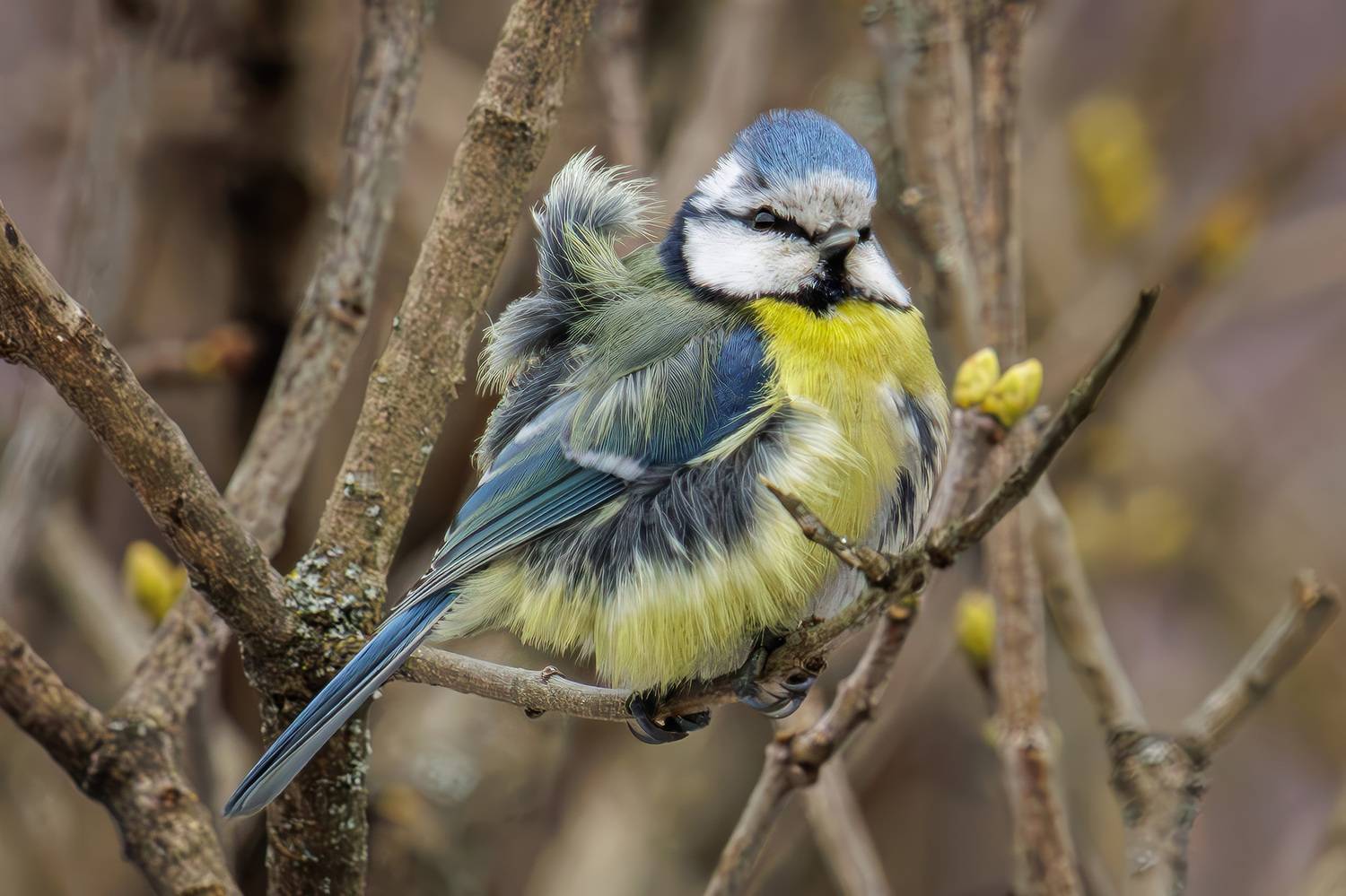 лазоревка, Морозов Сергей