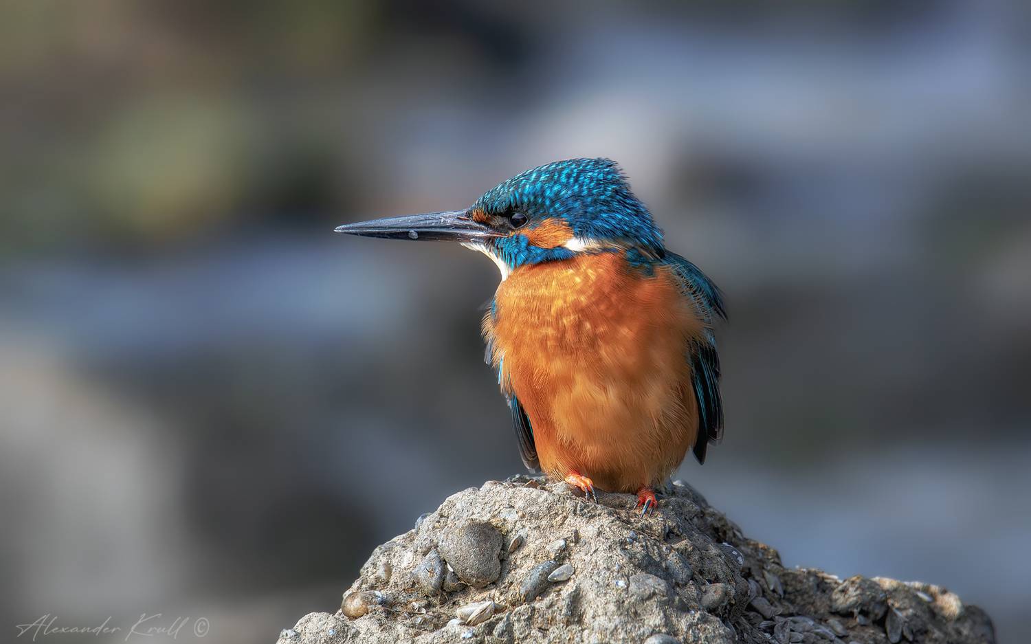 зимородок, обыкновенный зимородок, alcedo atthis, Круль Александр