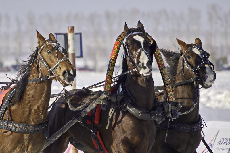 Позёр фото превью