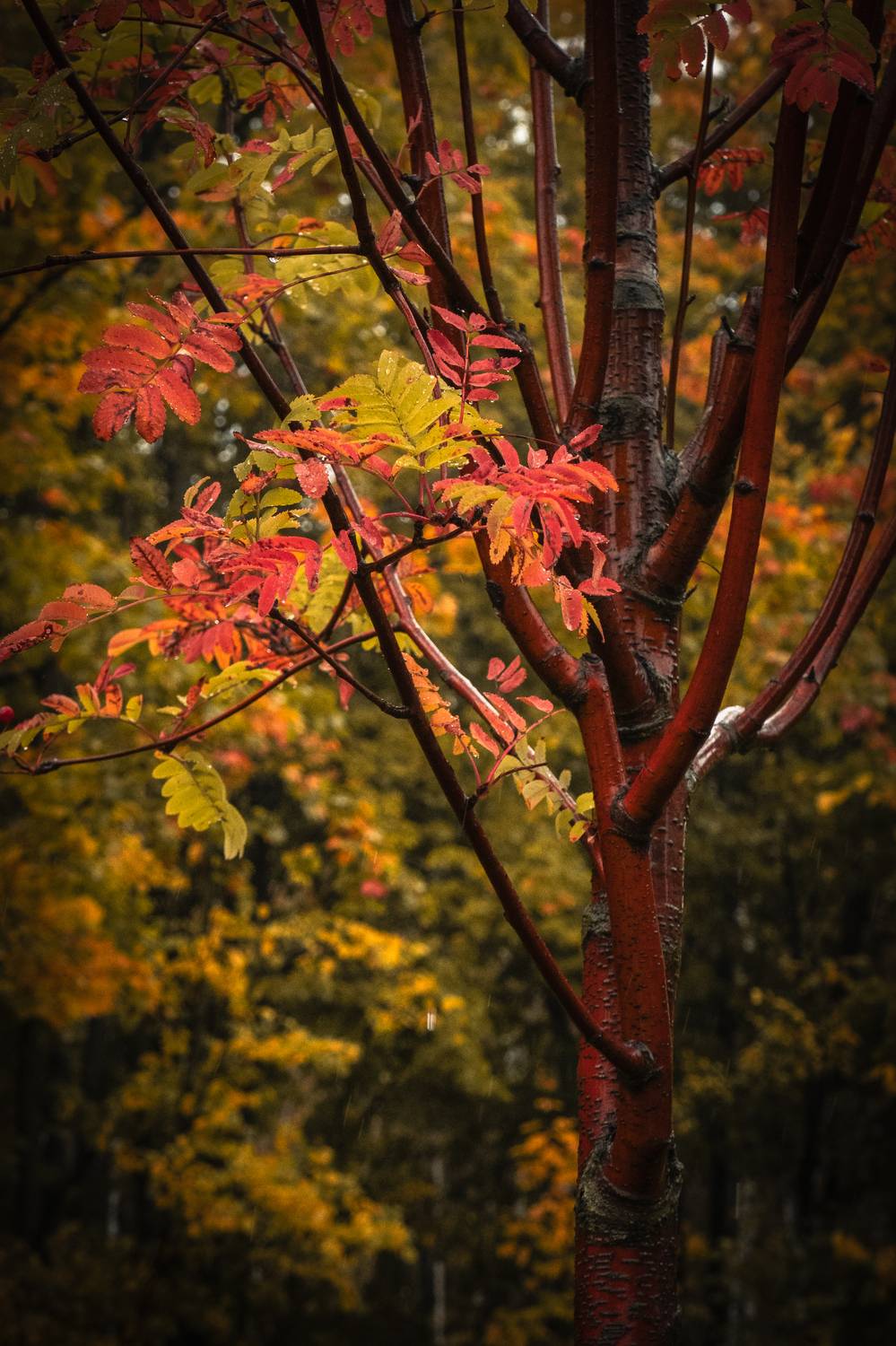 , Бравичева Анастасия