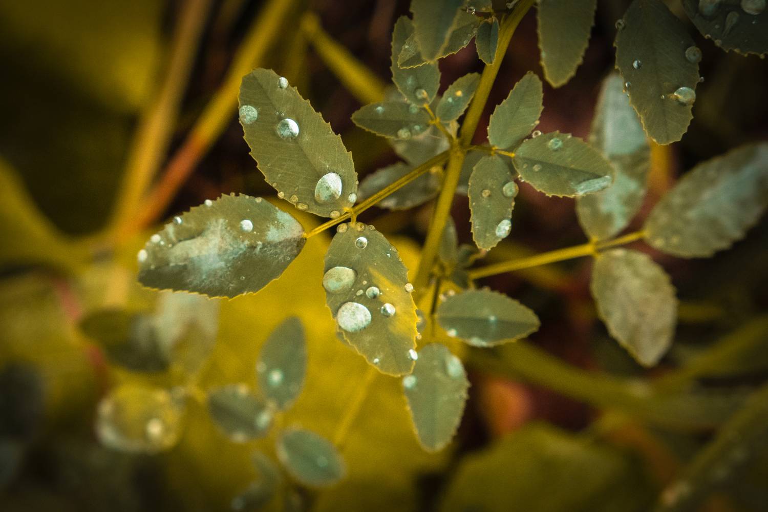, Бравичева Анастасия