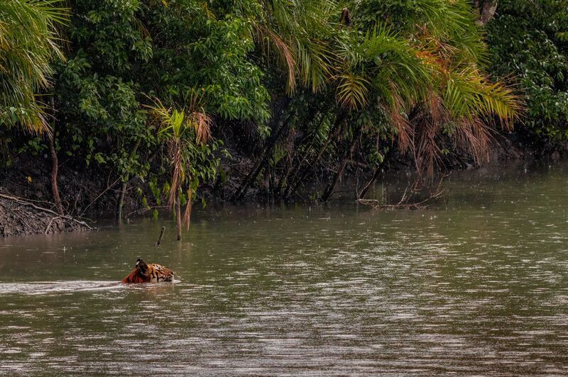 Tiger Crossing фото превью