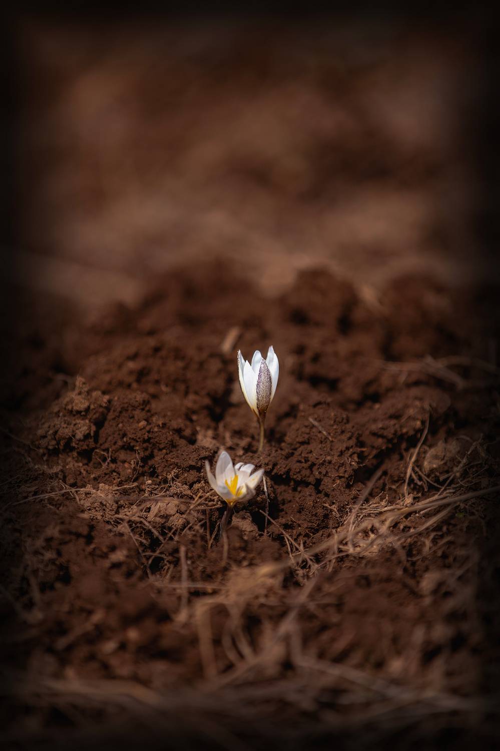 кыргызстан, Элина Магалимова