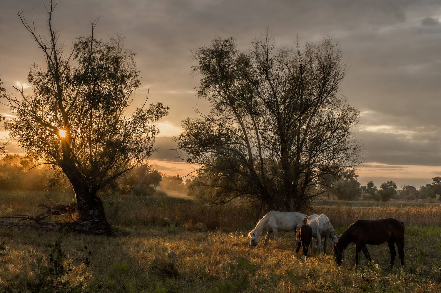 пейзаж,природа,кони, Vasilev Roman