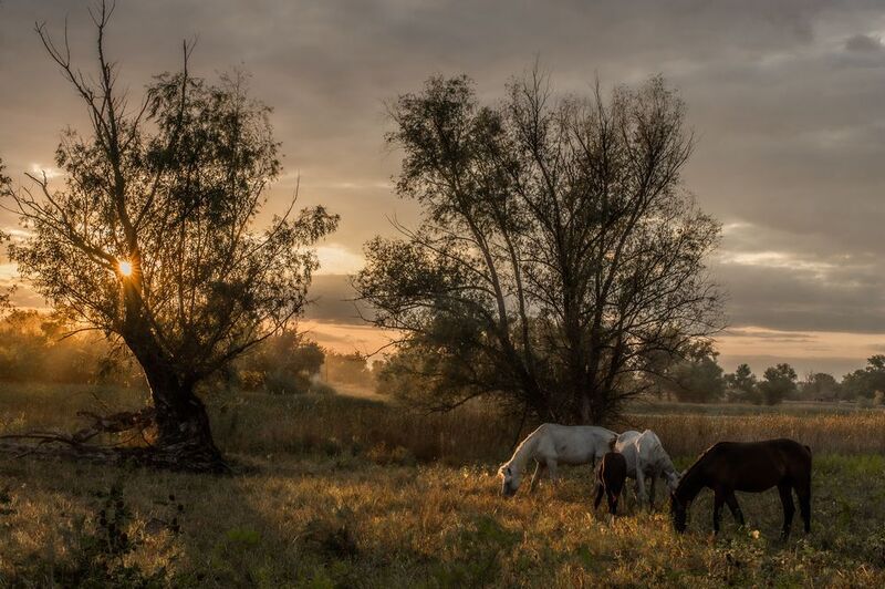 Кони фото превью