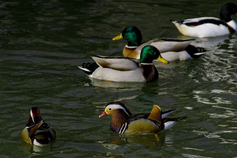 Про птичек. фото превью