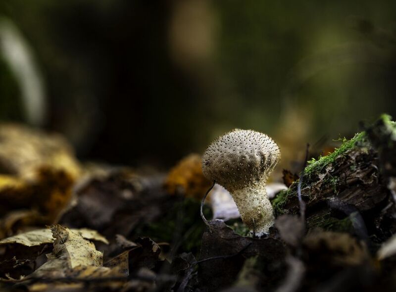 лес,грибы,макро Зарисовка в лесу фото превью