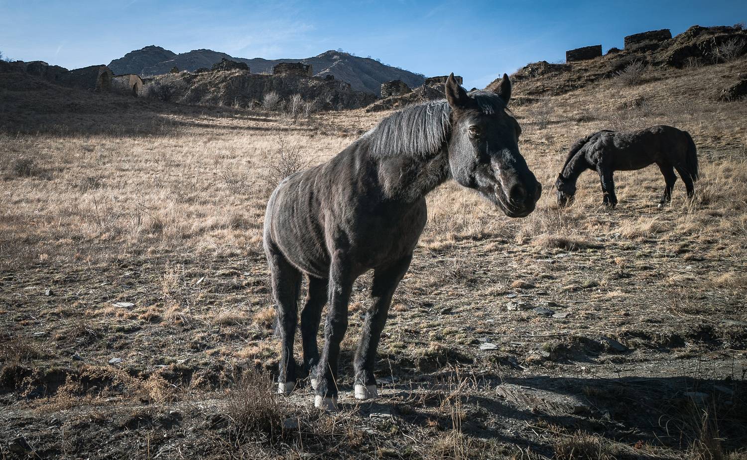 Россия, Чеченская республика, Аргунское ущелье, Цой-Педе, лошади, Гаврилов Юрий
