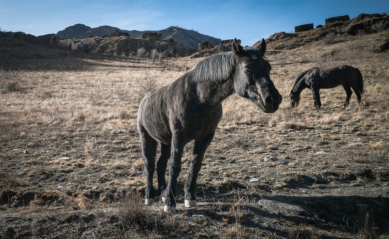 Россия, Чеченская республика, Аргунское ущелье, Цой-Педе, лошади Лошади фото превью