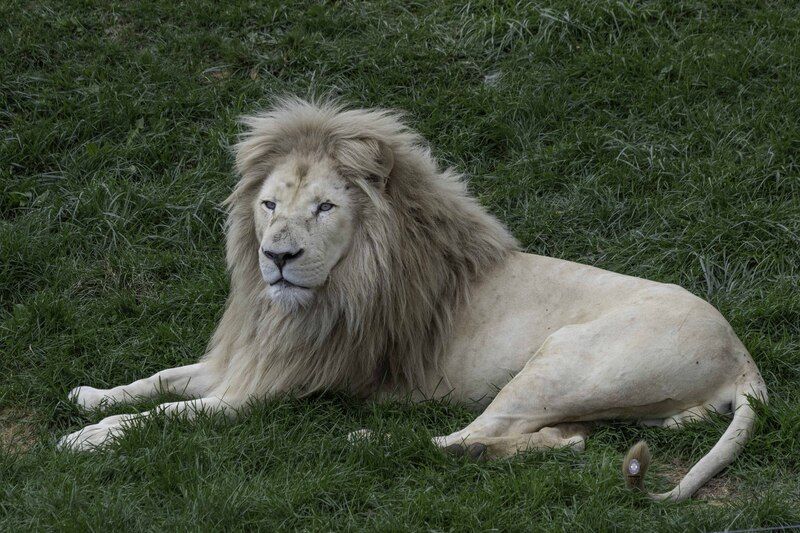 White lion фото превью