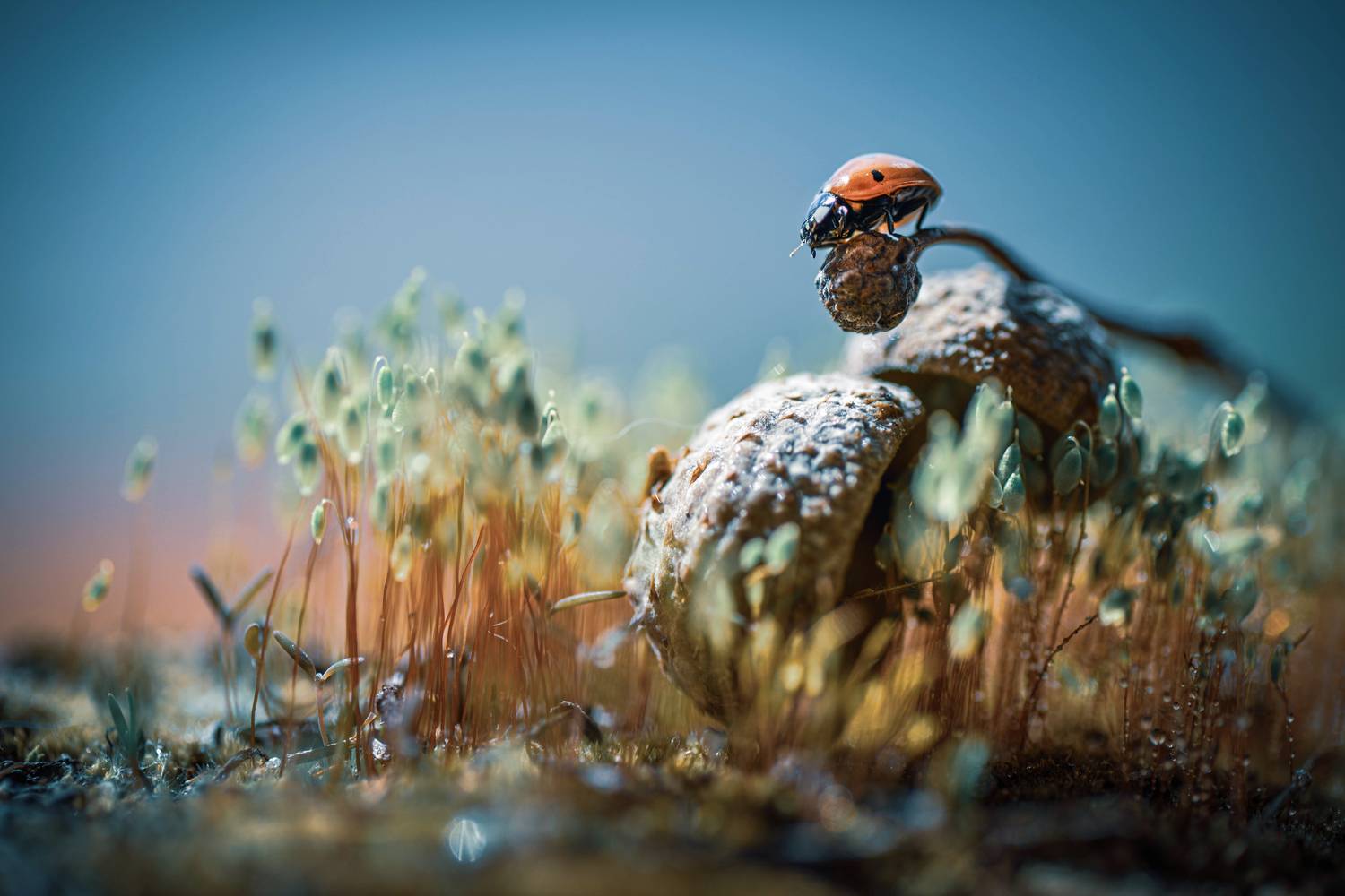 , Лапшина Владлена