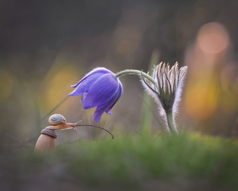 Мир жизни и свободы... фото превью