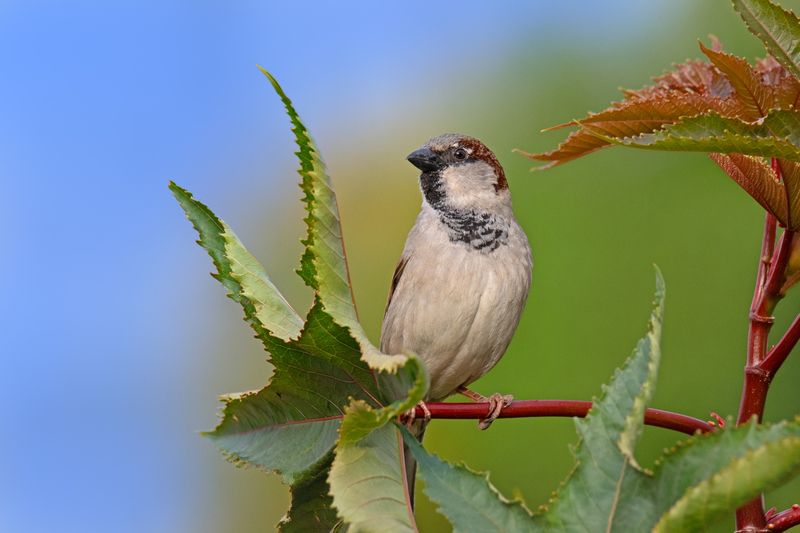 *На клещевине в марте 2025 фото превью