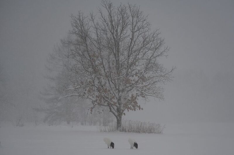 Snowfall фото превью