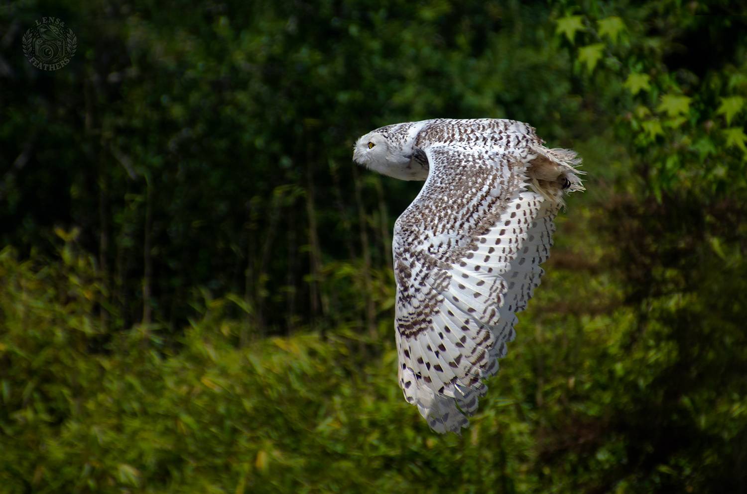, Евгени Стефанов