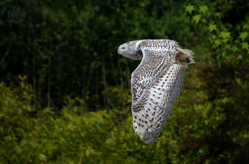 Lens and Feathers фото превью