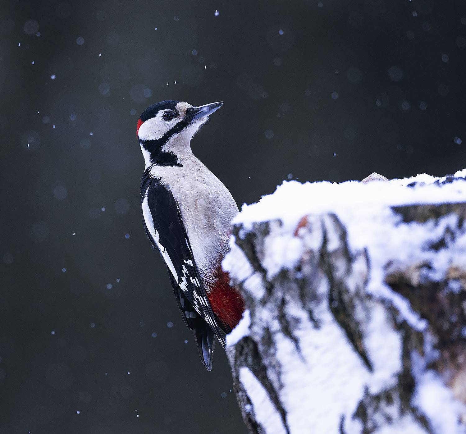 дятел,пёстрый, красавчик, ,woodpecker, beautiful, forest, nature, Стукалова Юлия