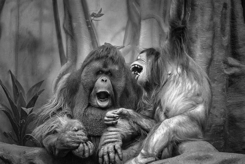 обезьяны, зоопарк Сплетники зоопарка фото превью