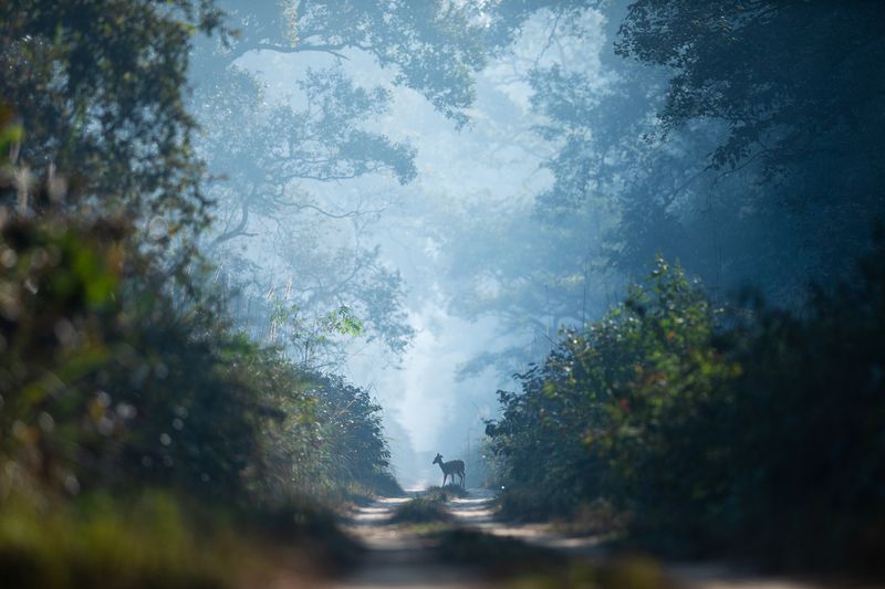 The Beauty of Wild фото превью