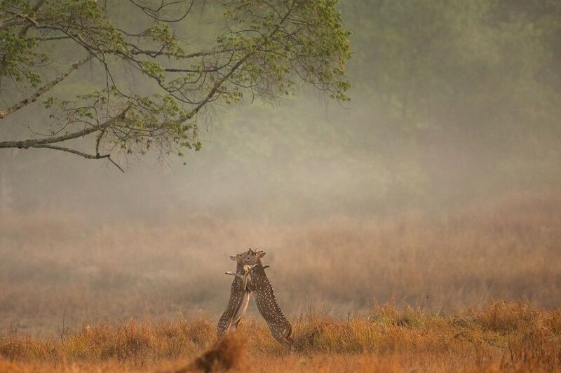 The Friendly Fight фото превью