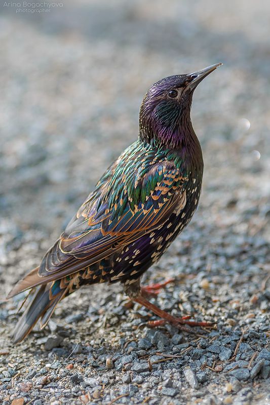 Скворцы фото превью