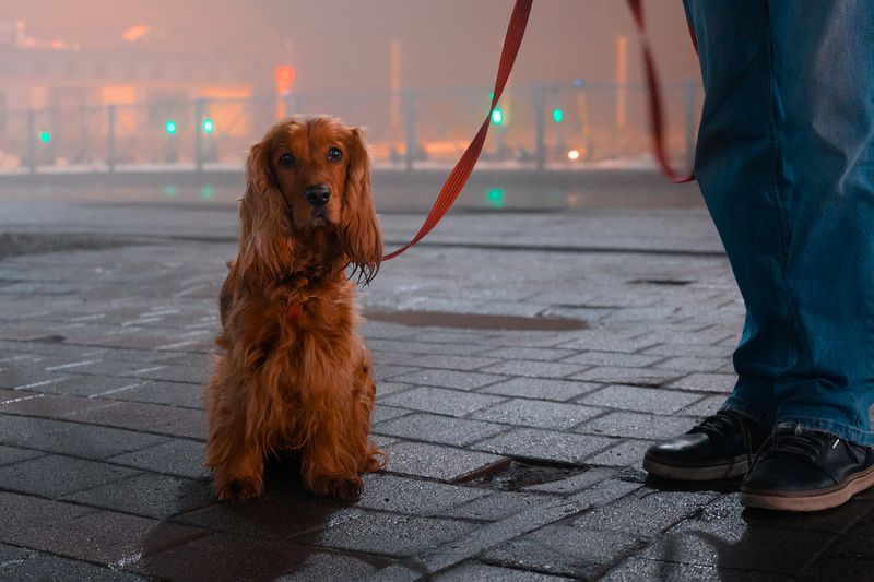 калининград, ночь, туман * фото превью