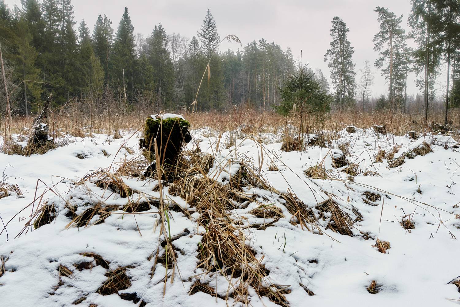 лес, зима, снег, Валерий Вождаев