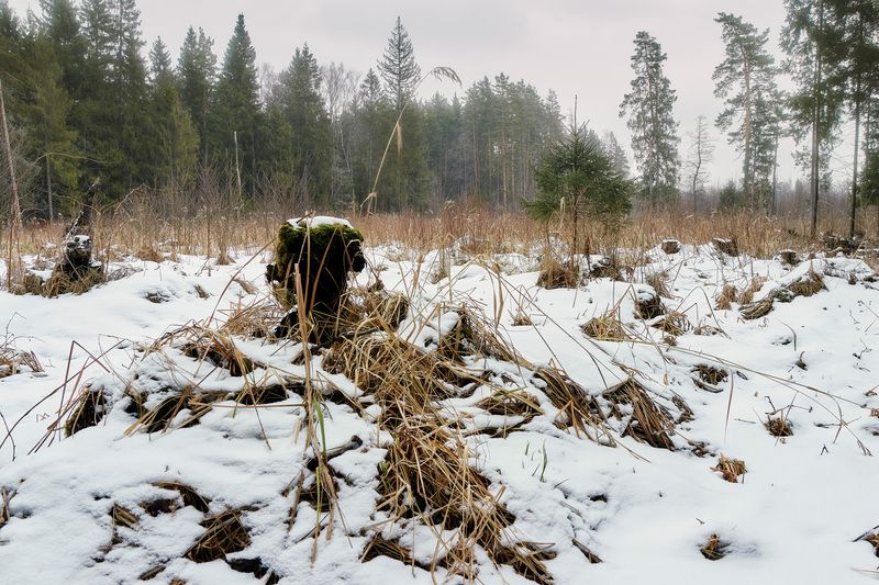 лес, зима, снег В зимнем лесу фото превью
