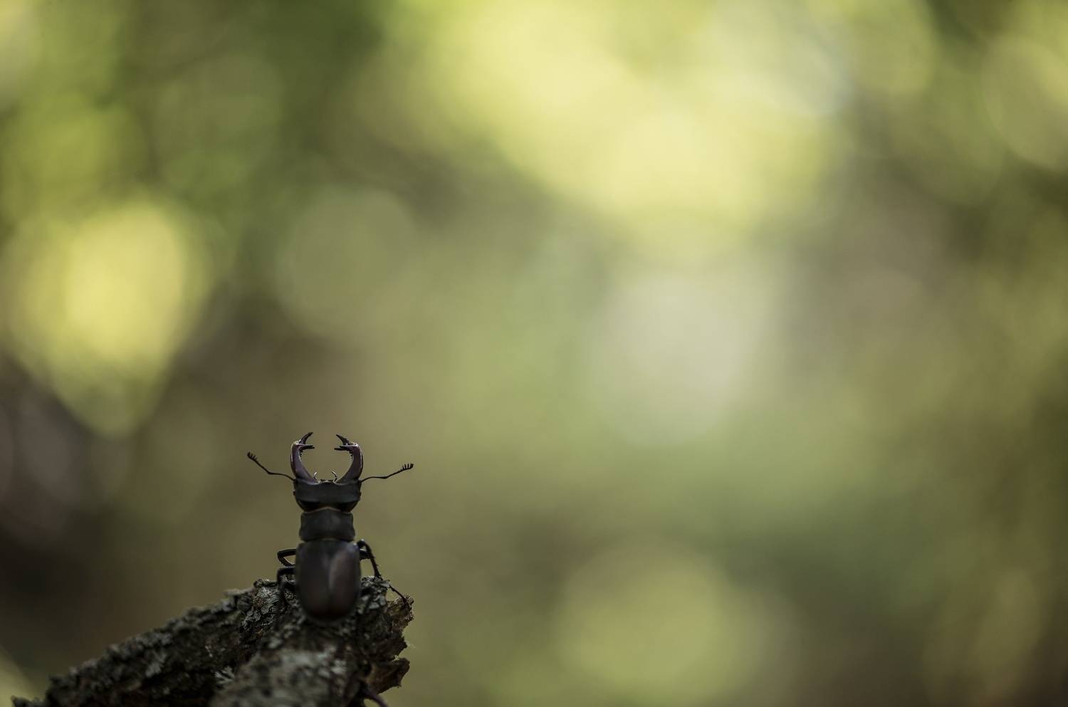 жук олень, медитация, свет, красавец, россия, воронеж, самец, nikon d 850, carl zeiss makro-planar t* 100mm f/2 zf.2, Мещеряков Геннадий