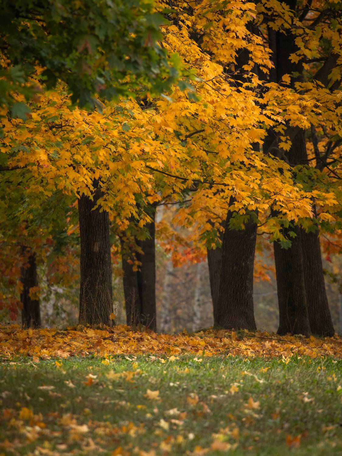 , Бравичева Анастасия