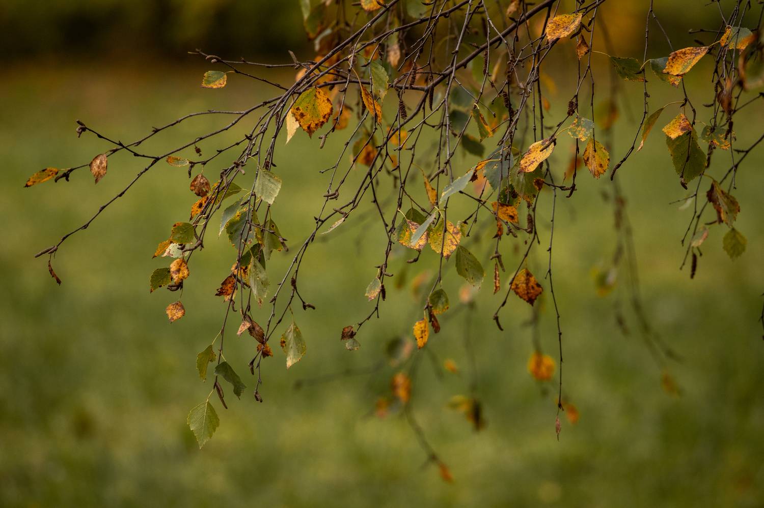 , Бравичева Анастасия