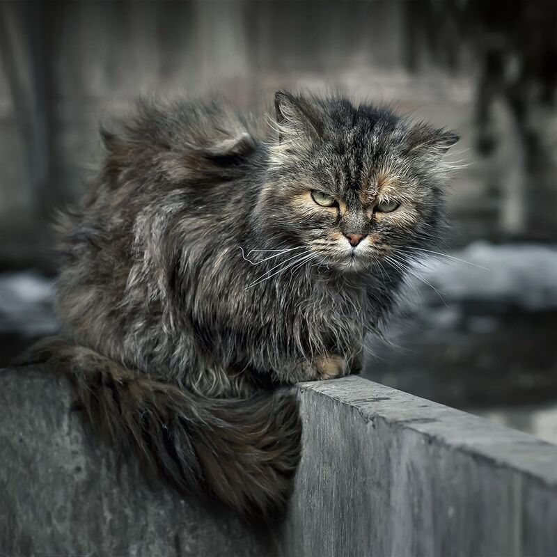 Не было, говоришь, сосисок?\