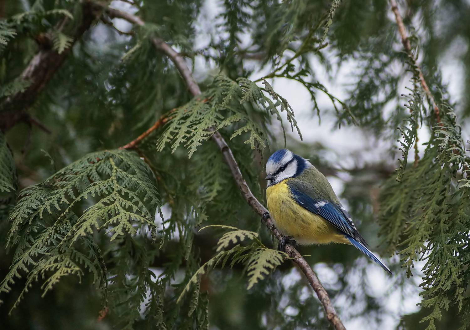 Синица, Чепленко Алексей