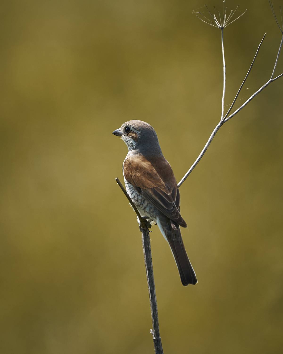 , Руфат Лажанский