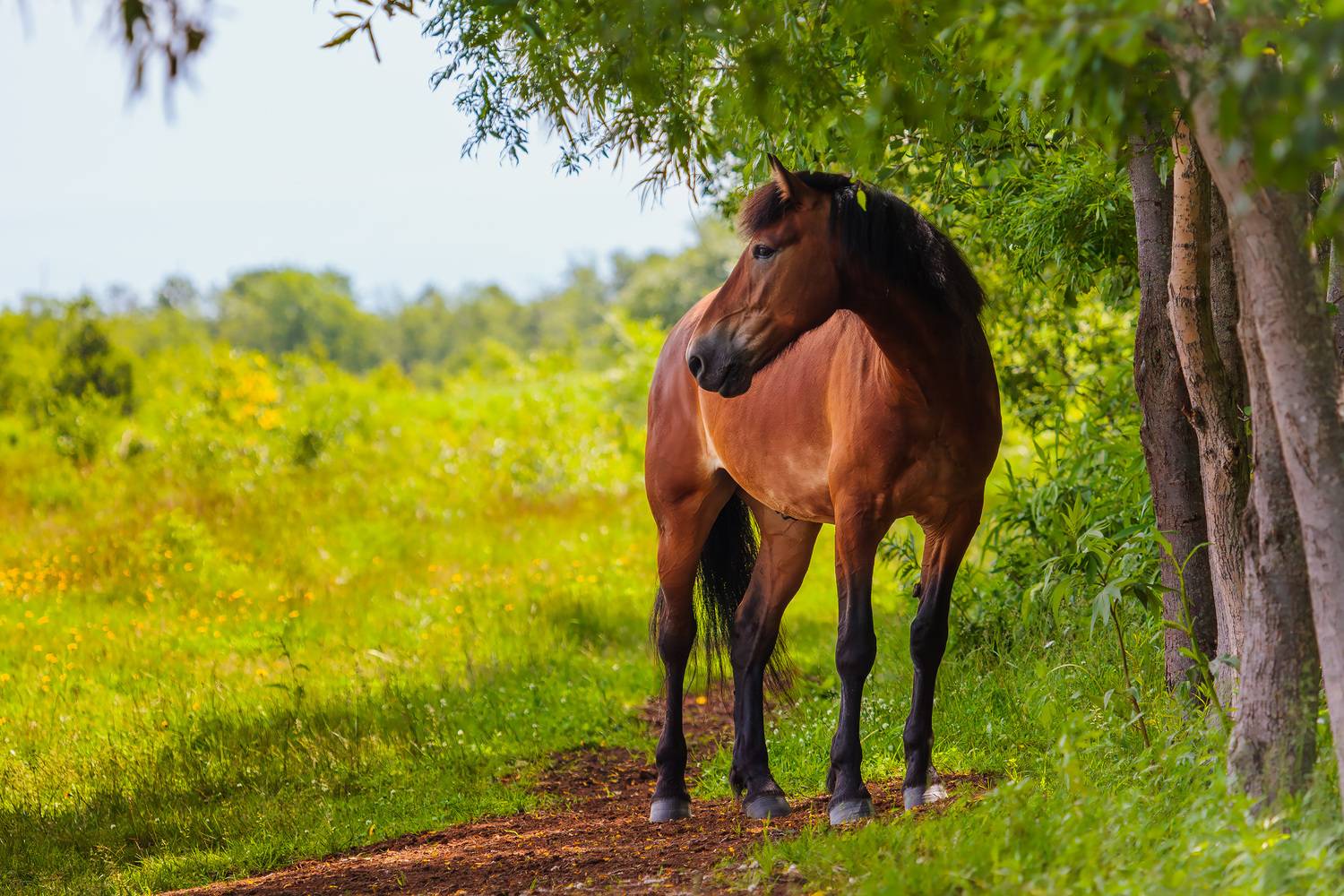 конь, лето, жара, камчатка, Уткин Дмитрий