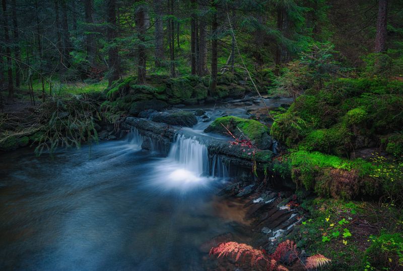 Старый лес фото превью