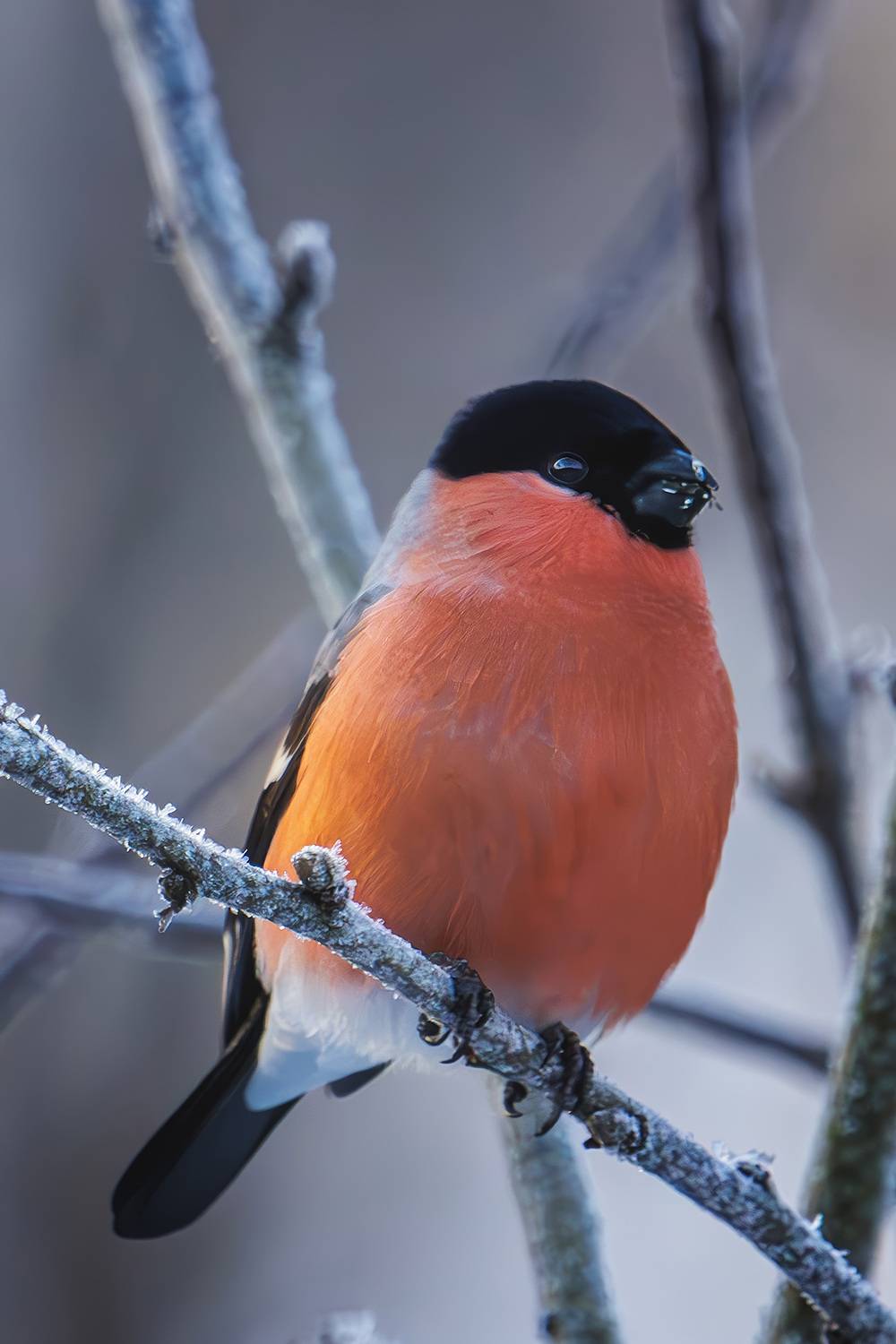 , Морозов Сергей