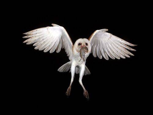 Barn Owl - Обыкновенная сипуха