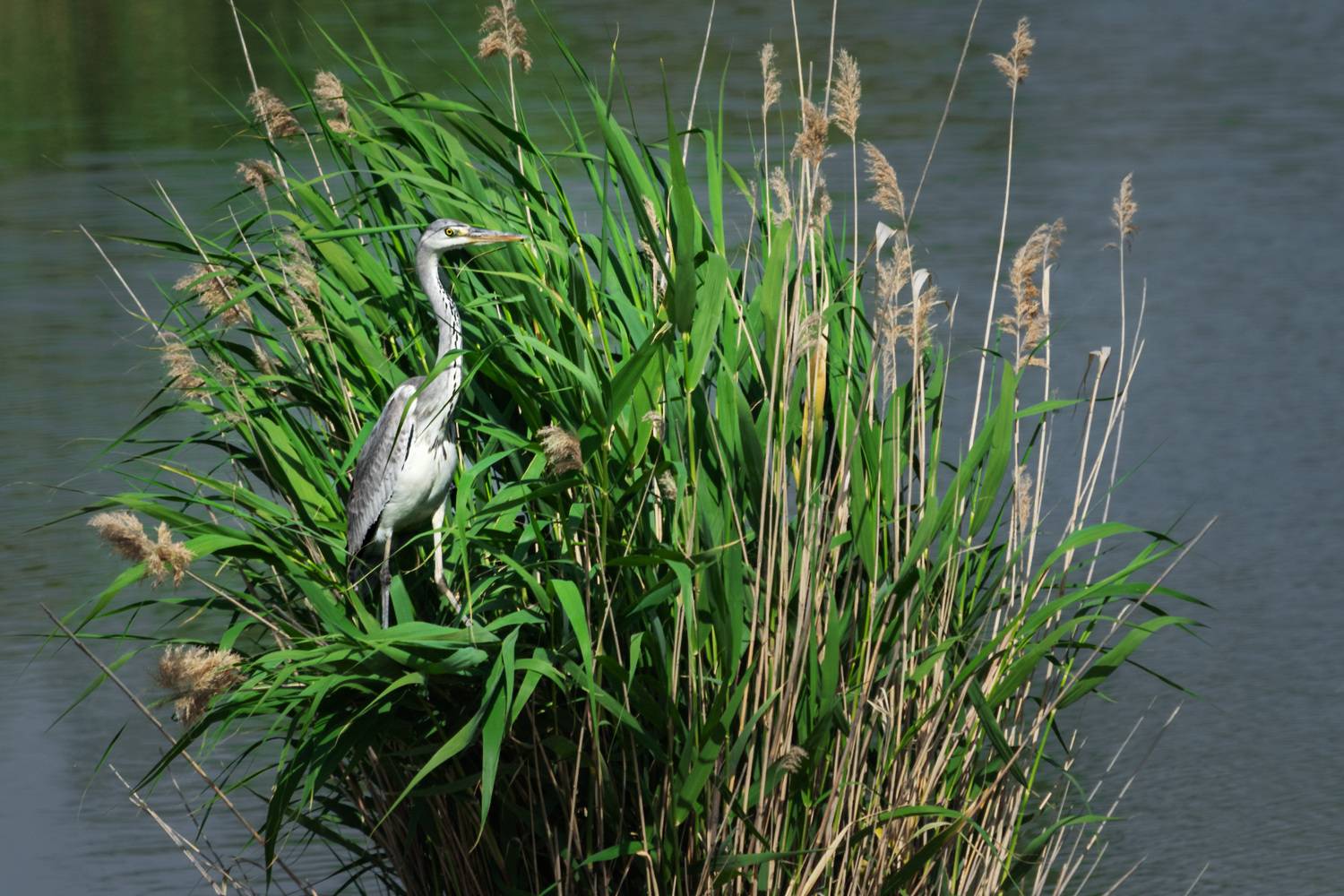 цапля, Tatiana Alieva